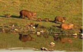 Poluição e lixo tomam conta de lagoa em Belo Horizonte/MG